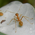 weaver ant colony nest