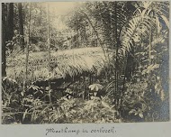 Meetkamp in oerbosch