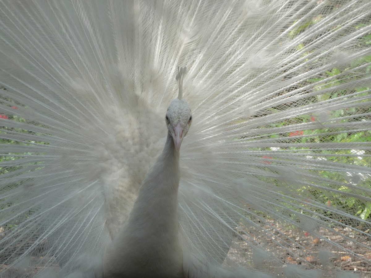 albino peacock