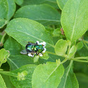 Green Hoverfly