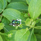 Green Hoverfly