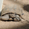 Desert tortoise (male)