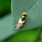 soldier fly