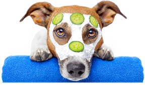 Petstar Grooming logo