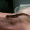 Two line salamander