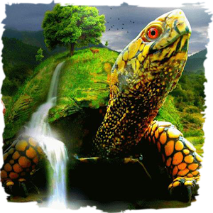 Turtle waterfall live paper 1.0