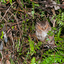 Spotted Scops Owl