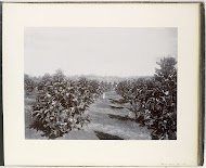 Bloeiende koffiebomen, Sumatra (Blühende Kaffeebaüme)