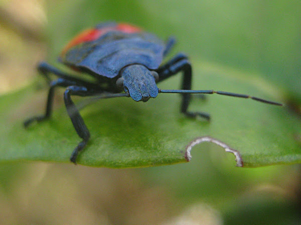 Florida Predatory Stink Bug | Project Noah