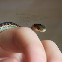 Red-Spotted Garter Snake