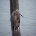 Reddish Egret (Blue morph)