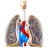 Basal Energy Expenditure
