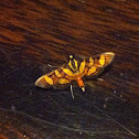 Red-Waisted Florella Moth