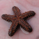 Spiny Sea Star