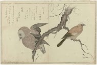 Uil en vlaamse gaai op boomtak