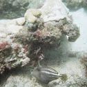 Orangespotted Filefish