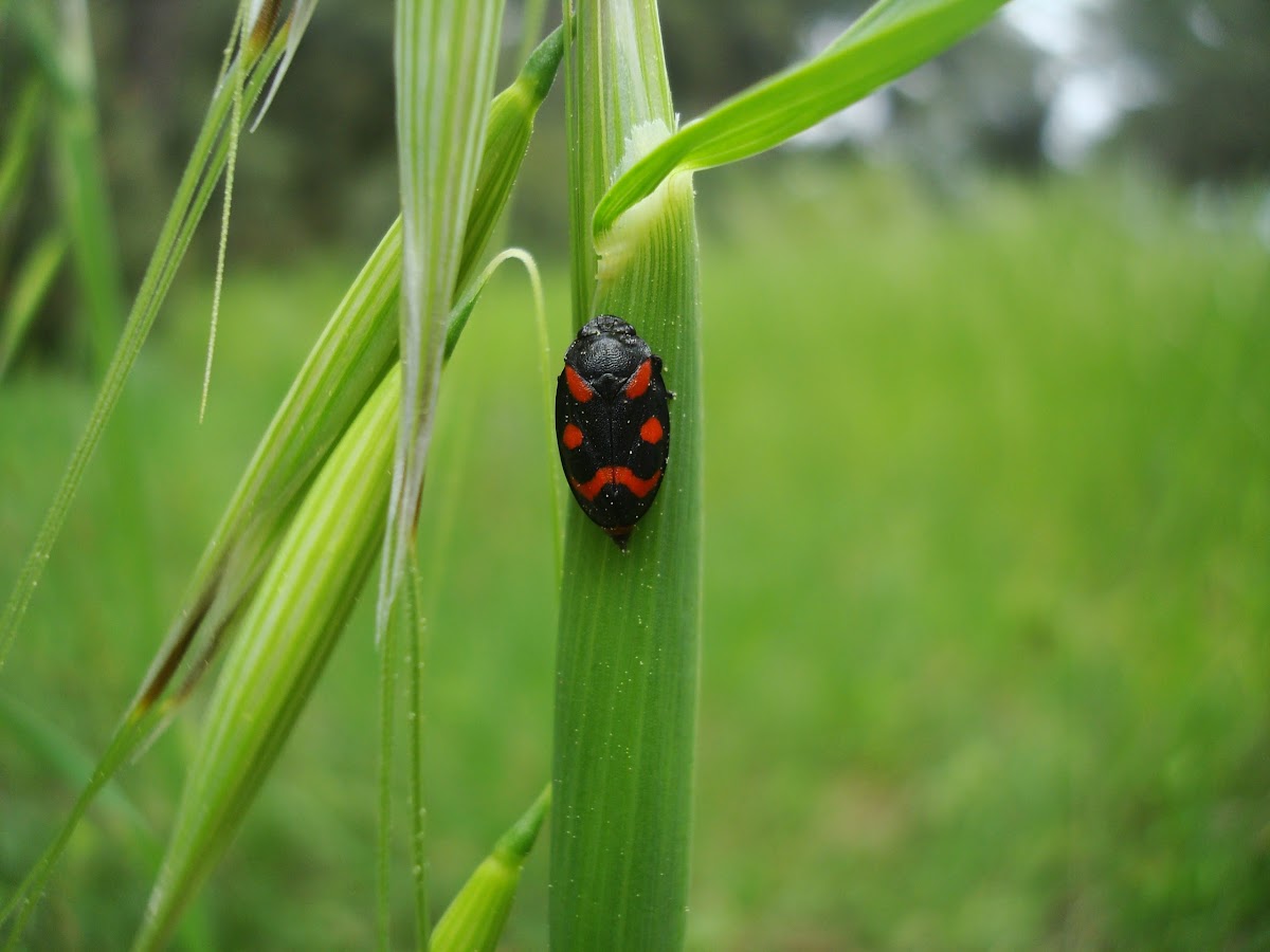 Black-and-red Froghopper / Crno-crveni pjenušasti cvrčak