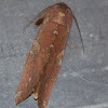 Large brown snub nose moth