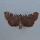 Yellow-fringed Dolichomia Moth