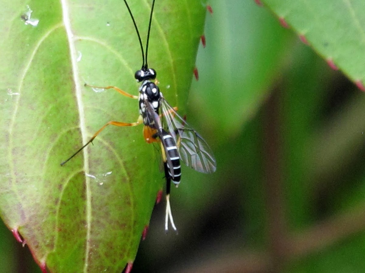 Lemon tree borer Wasp