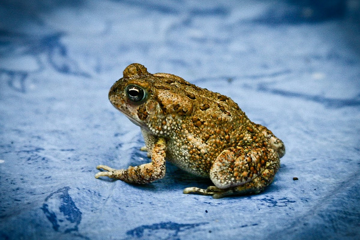 American Toad