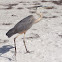 Great blue heron