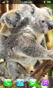 Koala Australian HQ LWP Screenshots 5