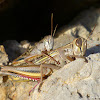 Egyptian Locust mating