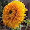 Sunflower 'Golden Honey Bear'