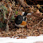 Spotted Towhee (male)