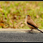 Indian Silverbill