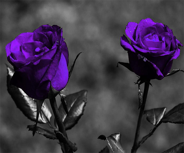 Purple Rose Live Wallpaper Android Apps Appagg