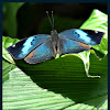 Blue Oakleaf Butterfly