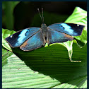 Blue Oakleaf Butterfly