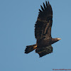American Bald Eagle (Juvinile)