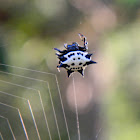 Spiny orb-weaver