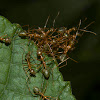 Green Ant or Weaver Ant