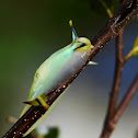 Semi-slug