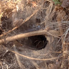 Funnel web spider