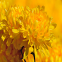HD Flower Wallpaper Collection logo