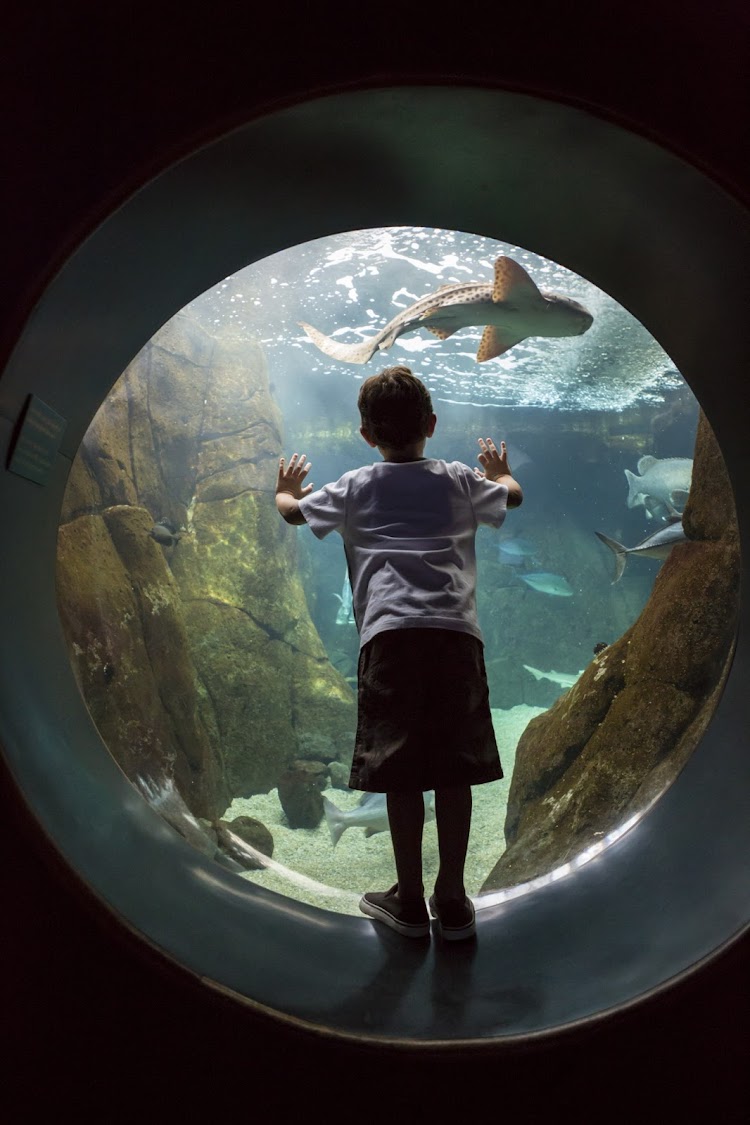 A boy watches a shark in a "Hunters of the Reef" exhibit in Waikiki.