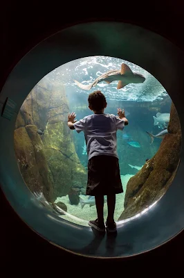 A boy watches a shark in a "Hunters of the Reef" exhibit in Waikiki.