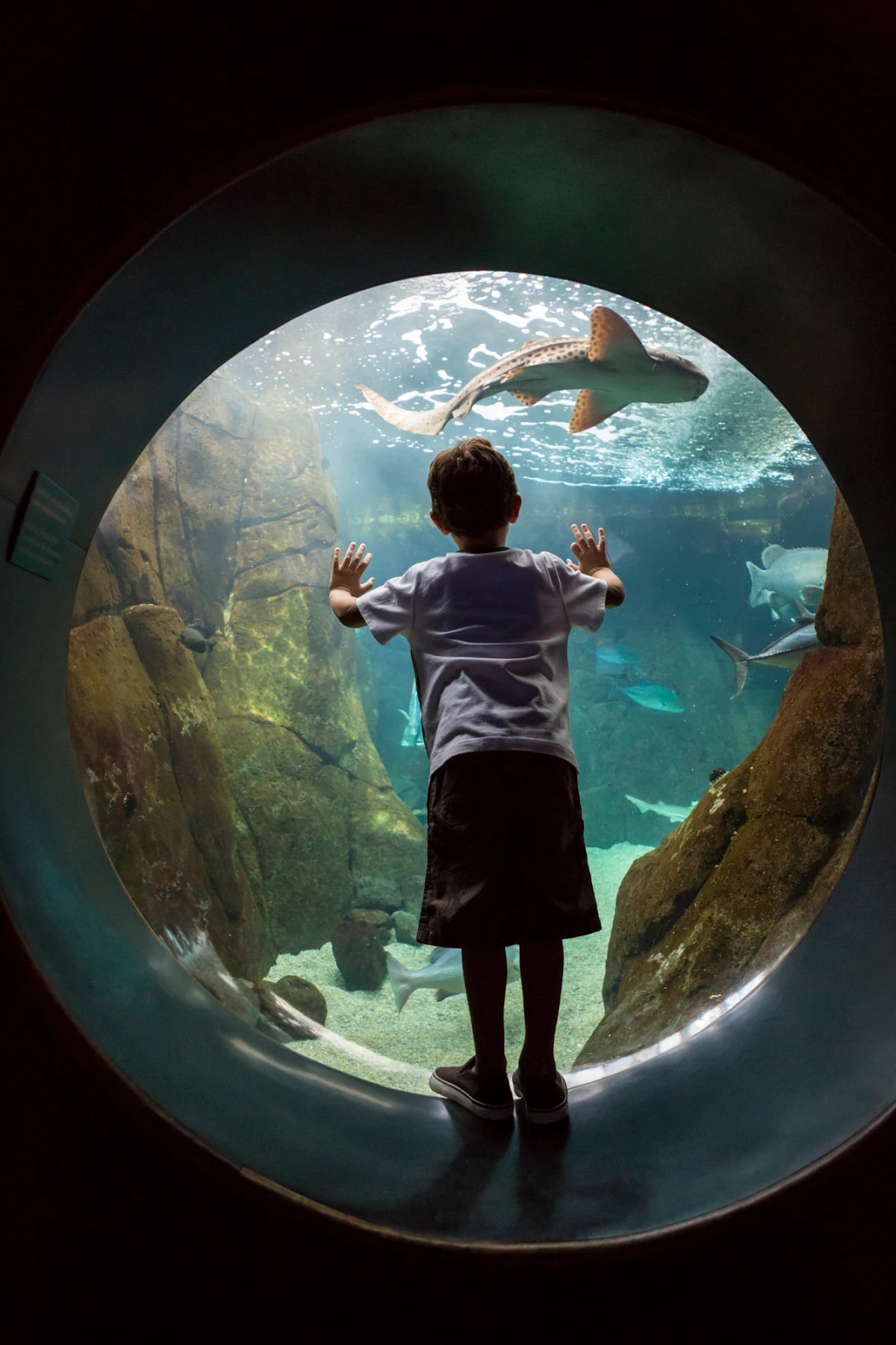 boy-shark-exhibit-Waikiki - A boy watches a shark in a "Hunters of the Reef" exhibit in Waikiki.