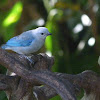 Blue Grey Tanager