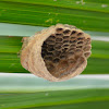 Empty Wasp Nest
