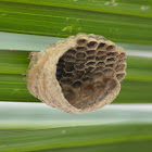 Empty Wasp Nest