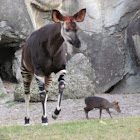 Okapi