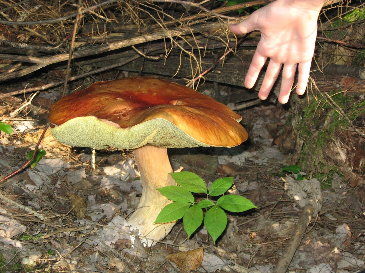 Very big mushroom
