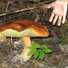 Very big mushroom