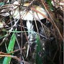 Unidentified white mushroom